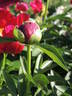 Illini Warrior peony photo