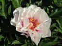 Cora Louise peony photo