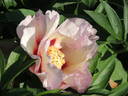 Pastel Splendor peony photo