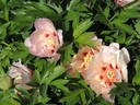 Pastel Splendor peony photo