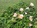 Pastel Splendor peony photo