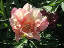 Julia Rose peony photo