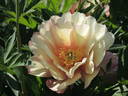 Julia Rose peony photo