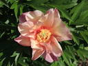 Julia Rose peony photo