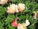 Julia Rose peony photo