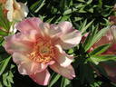 Julia Rose peony photo