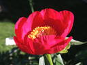 Scarlet O'Hara peony photo