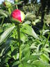 Scarlet O'Hara peony photo