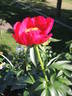Scarlet O'Hara peony photo