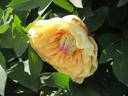 Border Charm peony photo