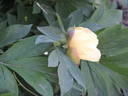 Border Charm peony photo