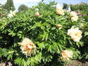 Callie's Memory peony photo