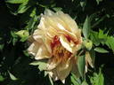 Callie's Memory peony photo