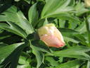 Callie's Memory peony photo