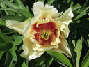 Callie's Memory peony photo