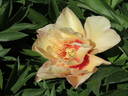 Callie's Memory peony photo