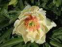 Callie's Memory peony photo