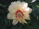 Callie's Memory peony photo