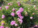 Bossuet peony photo