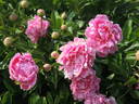 Bossuet peony photo
