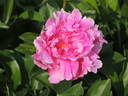 Bossuet peony photo