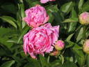 Bossuet peony photo