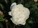 Avalanche peony photo