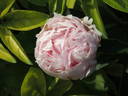 Alesia peony photo