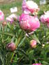 Alexandre Dumas peony photo