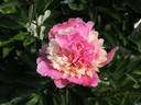 Alexandre Dumas peony photo