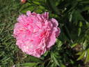Alexandre Dumas peony photo