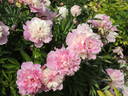 Alexandre Dumas peony photo