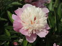 Alexandre Dumas peony photo