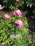 Colette Thurillet peony photo