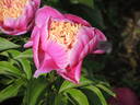 Colette Thurillet peony photo