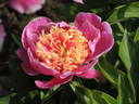 Colette Thurillet peony photo