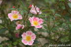 Aquarelle rose photo
