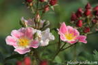 Aquarelle rose photo