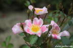 Aquarelle rose photo