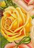 Mademoiselle Germaine Trochon rose photo