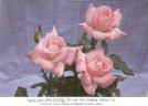 Happy Days rose photo