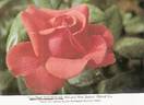Cup Final rose photo