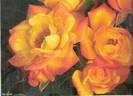 Oz Gold rose photo