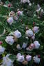 Madame Alfred de Rougemont rose photo