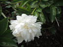 Bowl of Cream peony photo