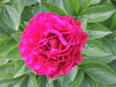 Old Faithful peony photo