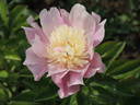 Beautiful Senorita peony photo