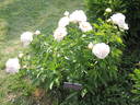 Aza Gray peony photo