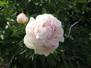 Aza Gray peony photo