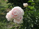 Aza Gray peony photo